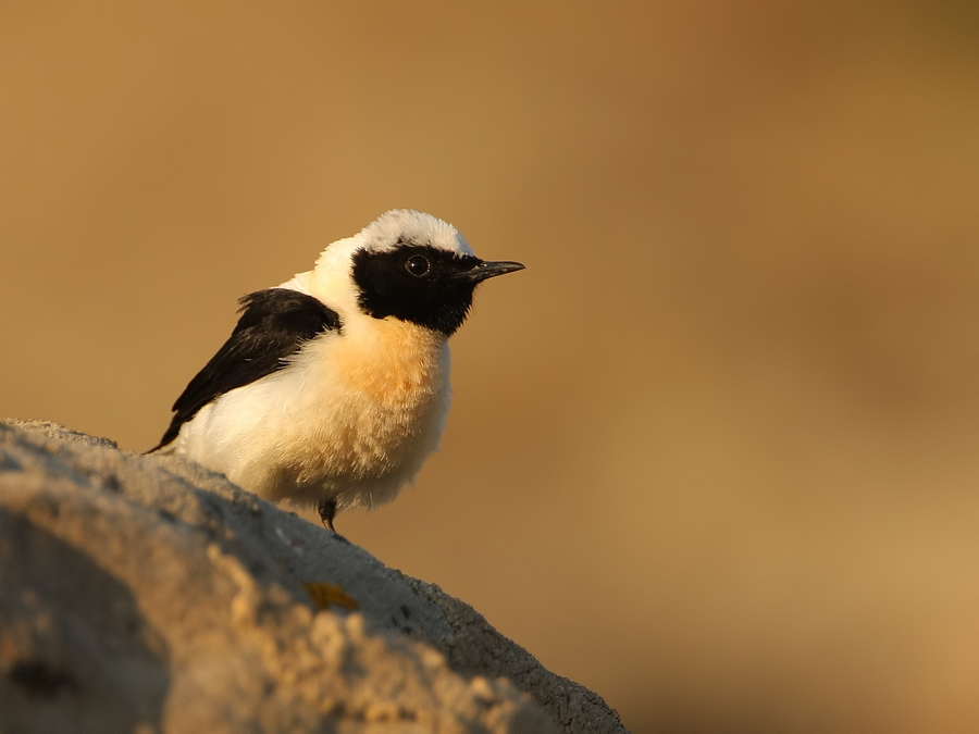 Oostelijke Blonde Tapuit - Oenanthe melanoleuca - Eastern Black-eared Wheatear