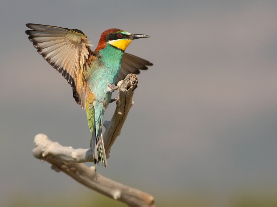 Bijeneter - Merops apiaster - Bee-eater