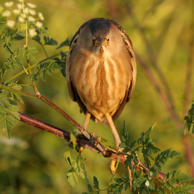 Woudaap - Ixobrychus minutus - Little Bittern