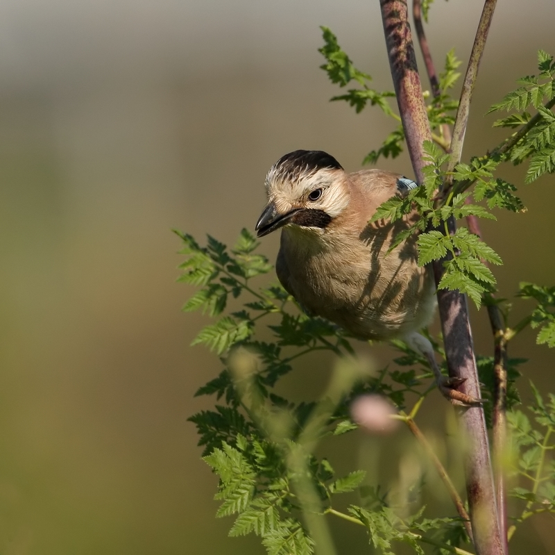 Gaai - Garrulus glandarius - Jay