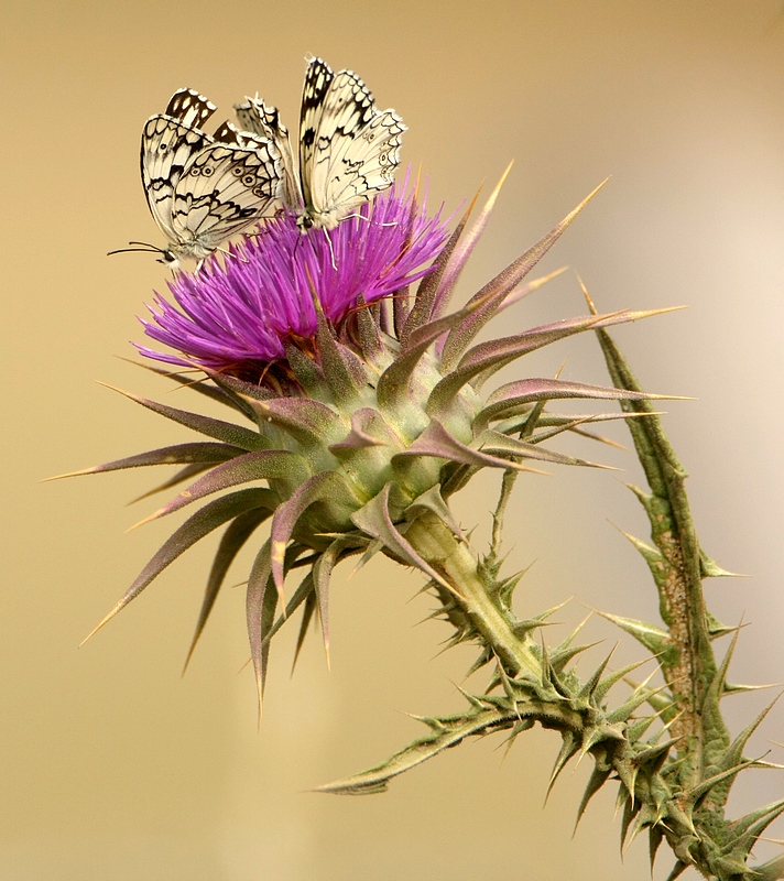 Lesbisch Dambordje - Melanargia larissa lesbina - Lesbian Marbled White