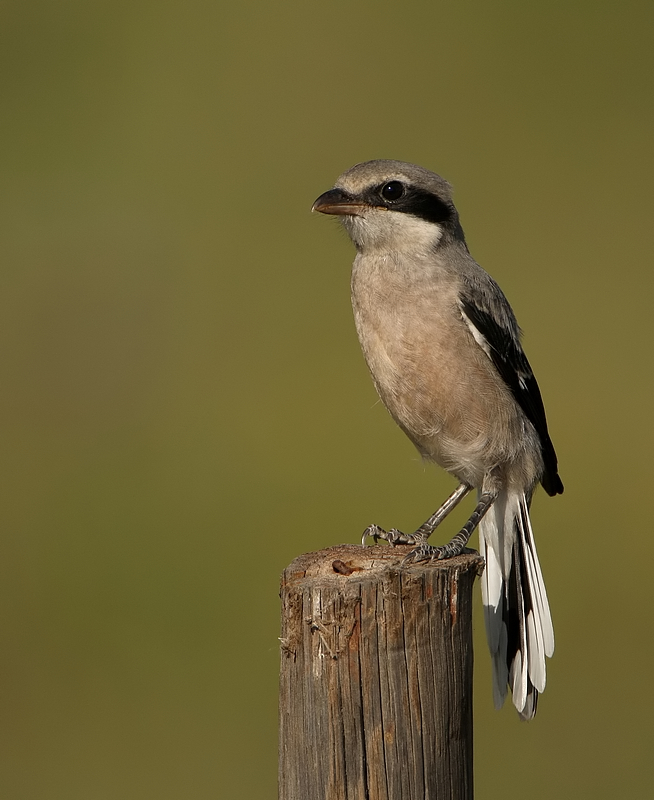 Zuidelijke Klapekster - Southern Grey Shrike