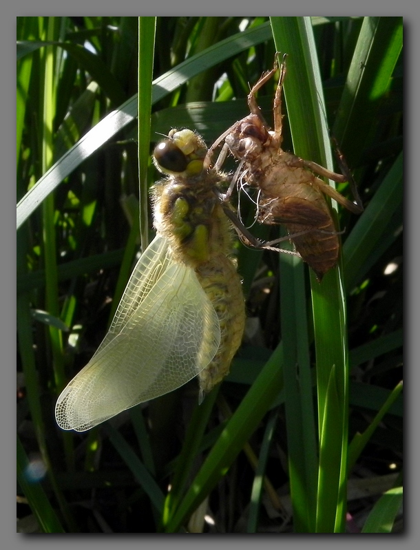 Four spotted Chaser newly emerged 