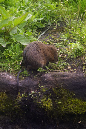 Water Vole On The Bank