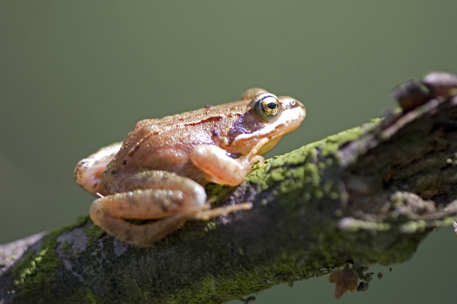 frog / kikker unknown