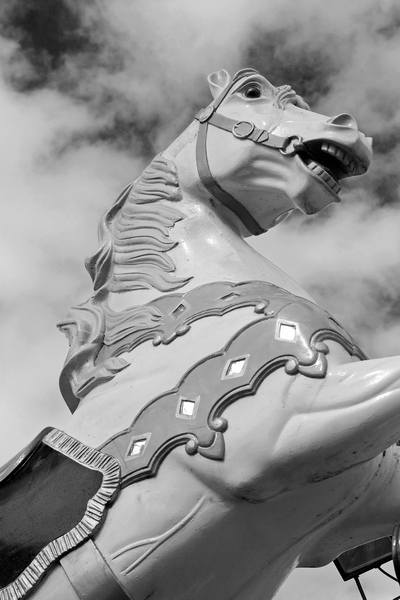 Horse / paard