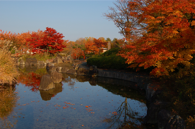 japanese fall