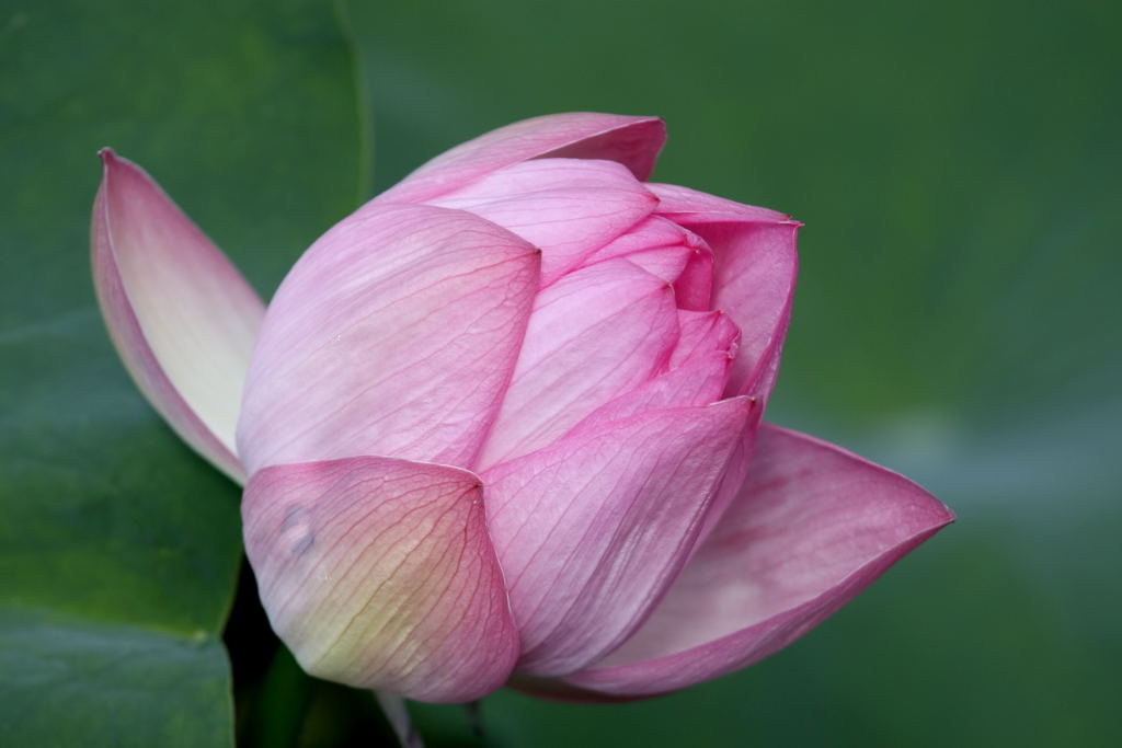 web020lotus 6.JPG