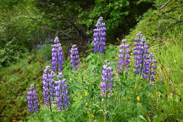 TurnagainArmTrail_31May2009_ 018.JPG