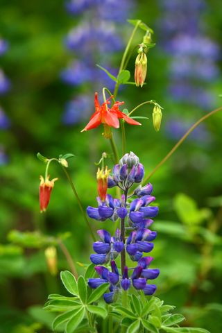 TurnagainArmTrail_31May2009_ 059b.JPG