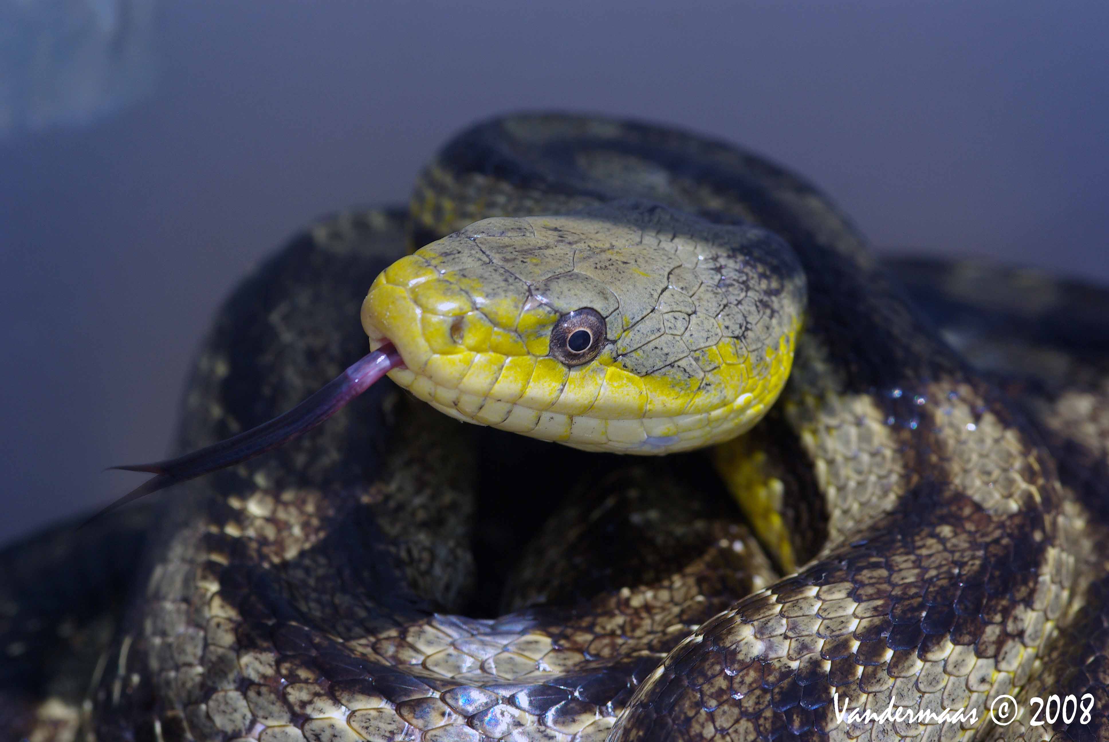 Yellow Rat Snake
