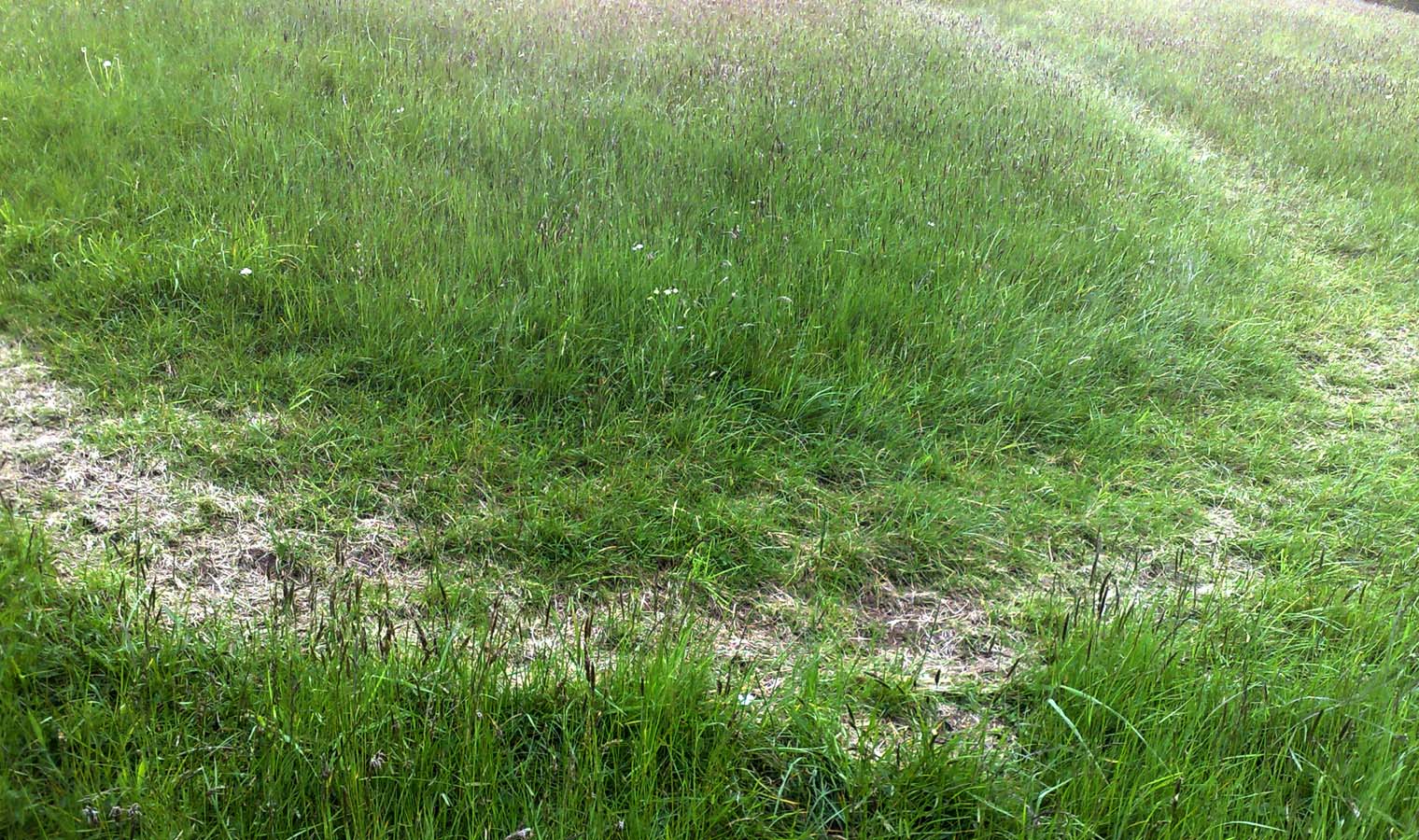 Fairy Ring