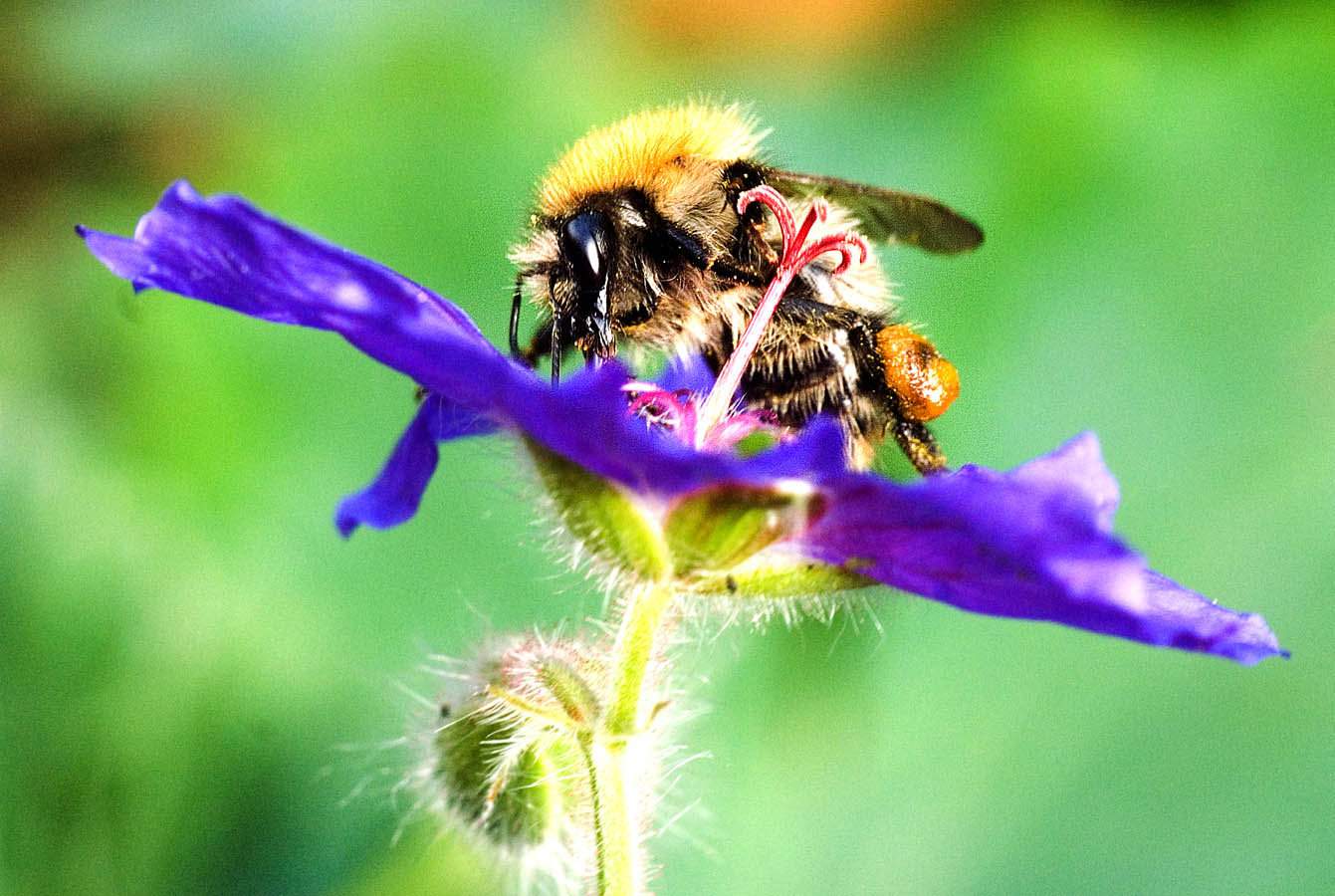 Bee on Geranium