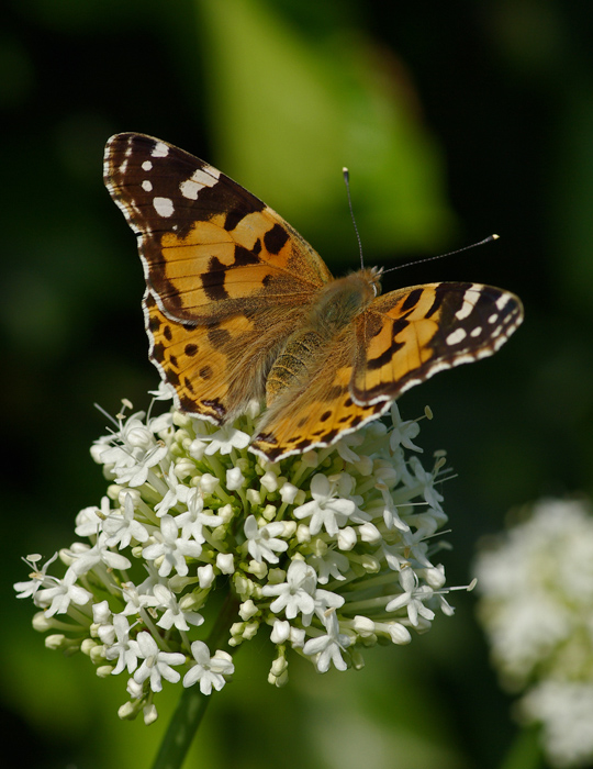 Painted lady at Fursdon