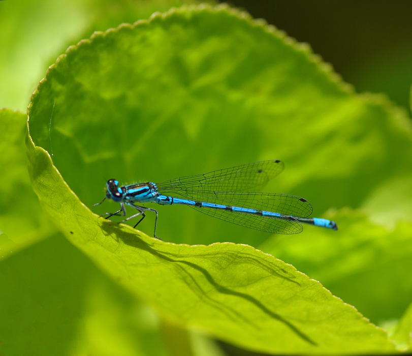 Damselfly