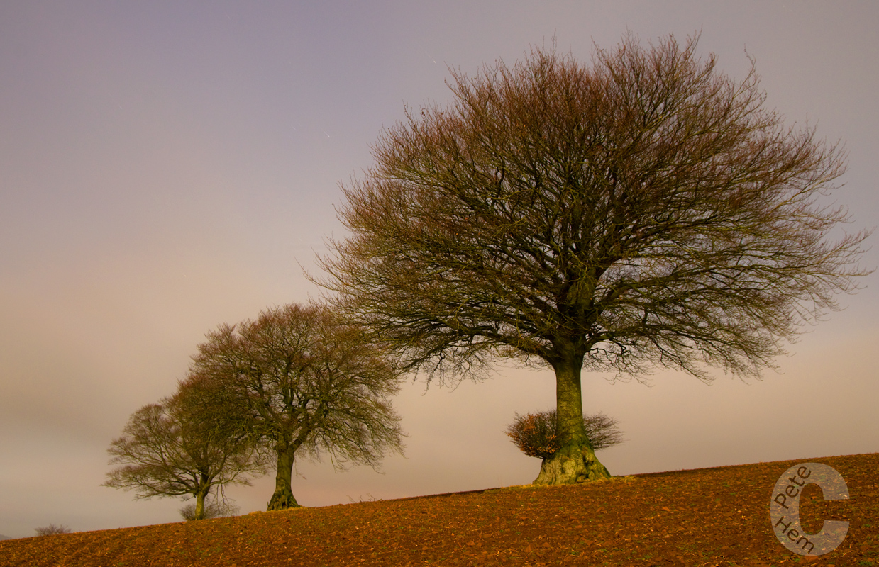 Moon lit trees