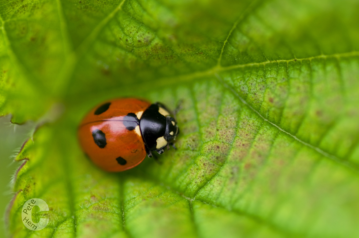 Ladybird