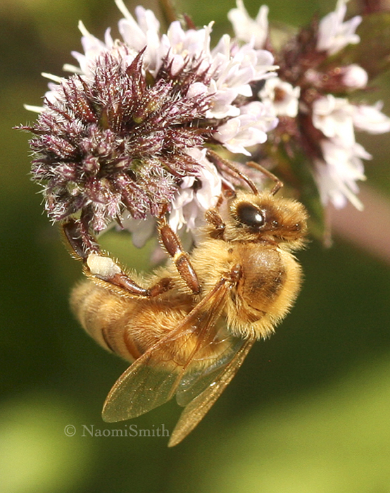 Honey Bee - Apis mellifera  AU8 #5170