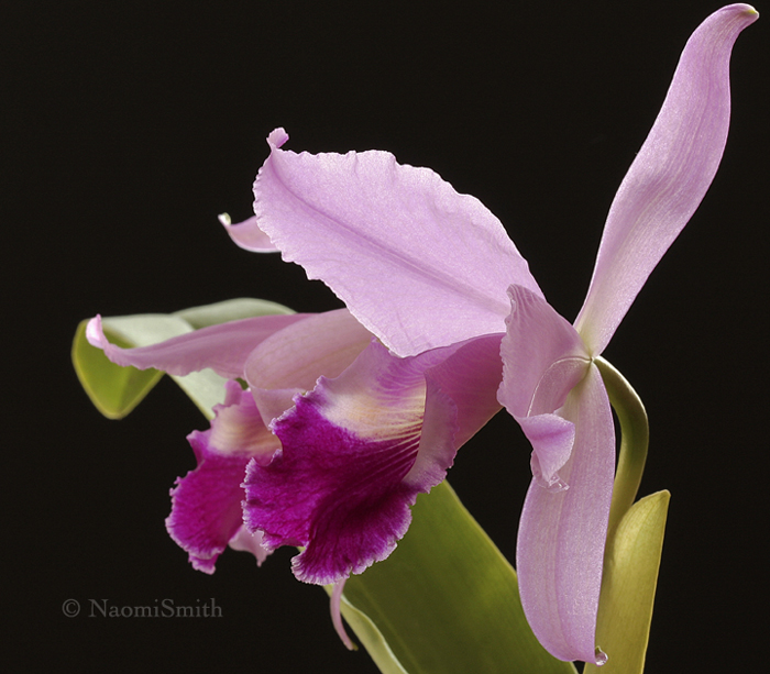 Cattleya labiata N8 #7248