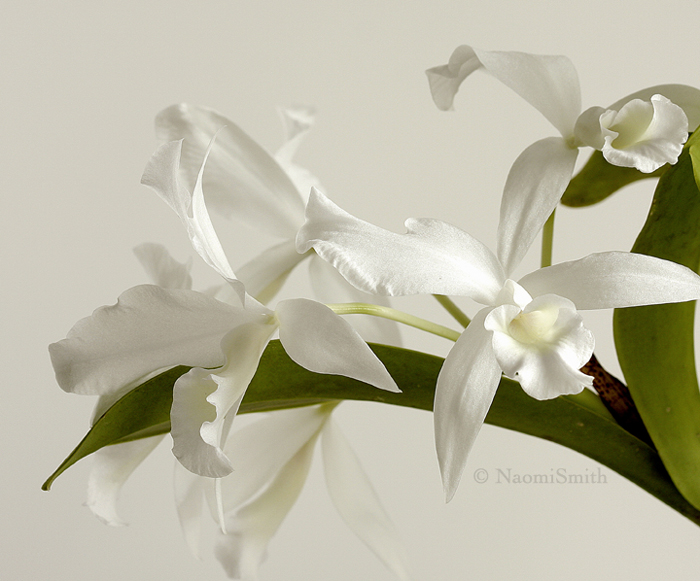 Cattleya skinneri alba MY9 #2094