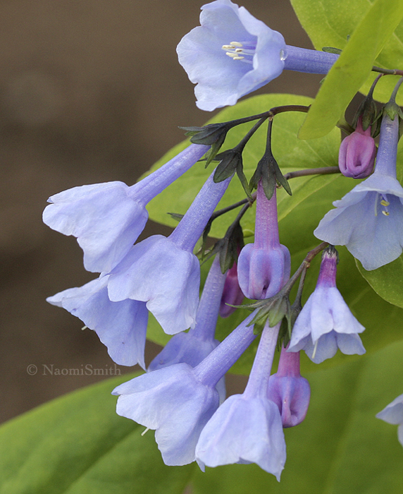 Virginia Bluebells - Mertensia virginica  MY9 #2933