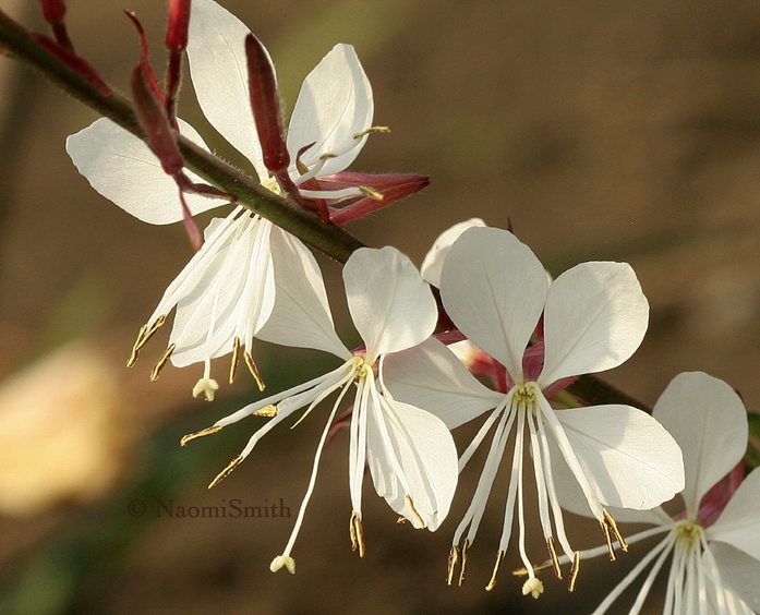 Gaura lindheimeri AU9 #4815
