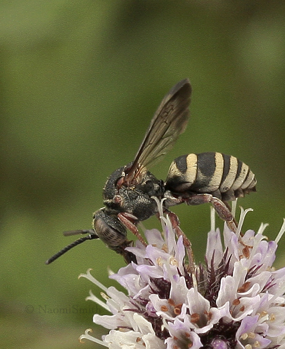 Epeolus scutellaris AU9 #3996