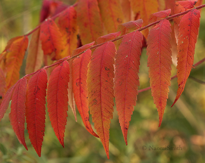 Sumac in Autumn O9 #3061