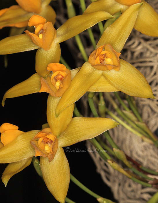 Lycaste aromatica AP10 #9764