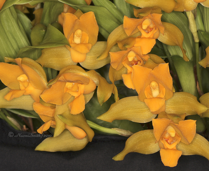 Lycaste Aromatica X cochleata AP10 #9870