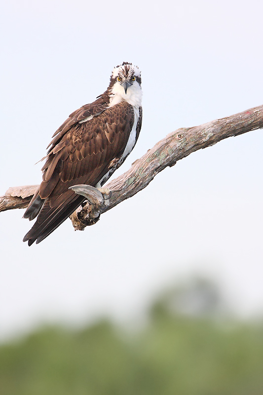 Osprey