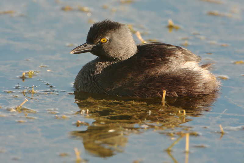 Least Grebe