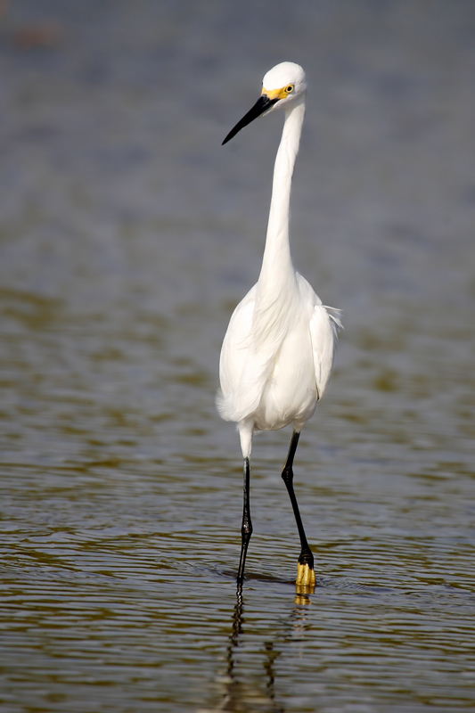 Snowy Egret