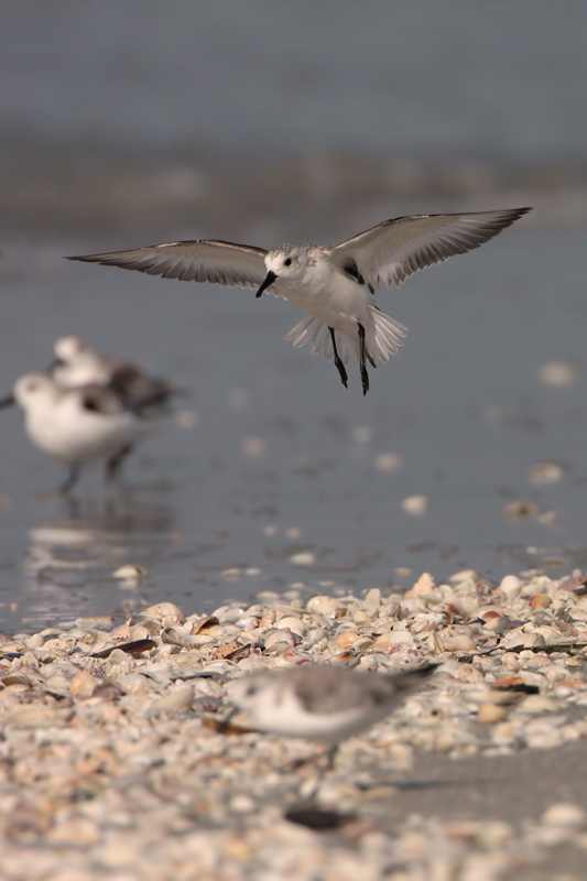Sanderling in flight