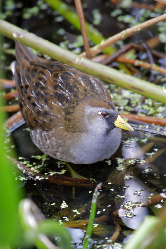 Sora