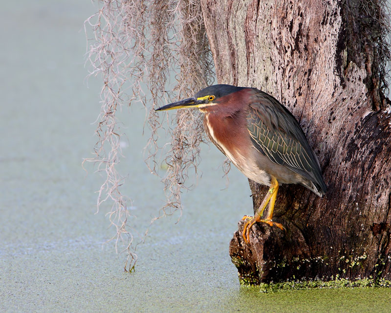 Green Heron