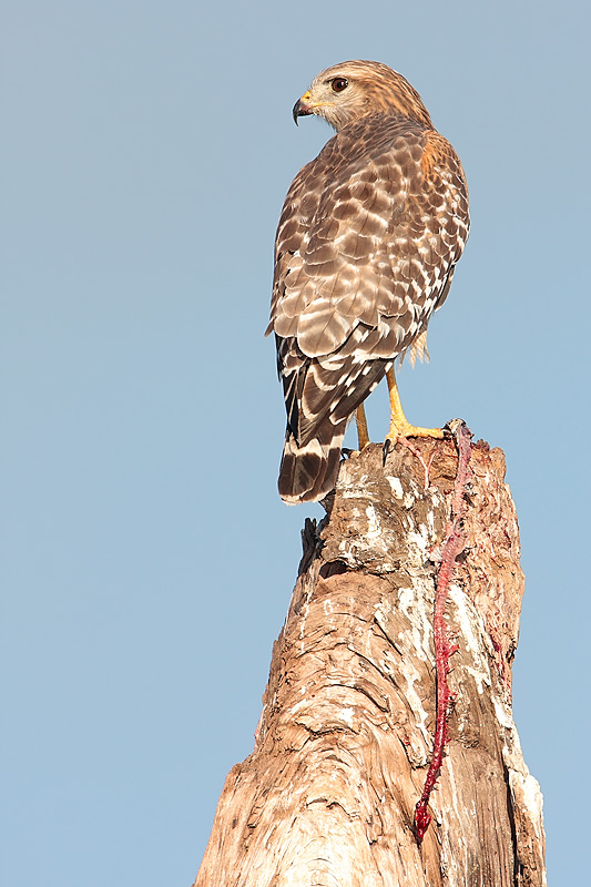 Red-shouldered Hawk with snake