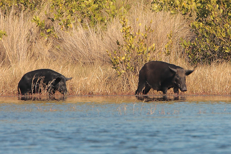 Hogs
