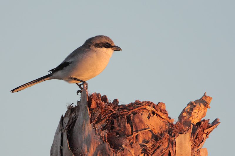 Loggerhead Shrike