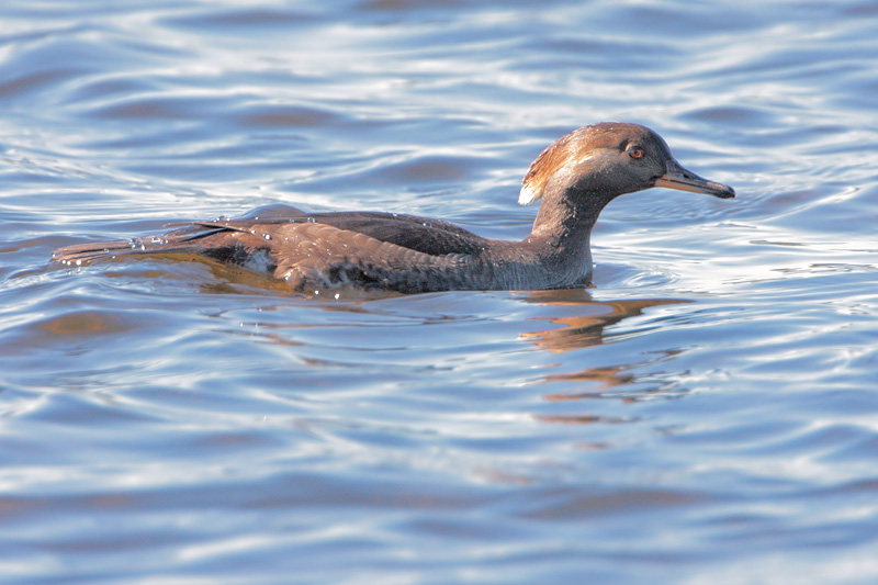 Hooded Merganser