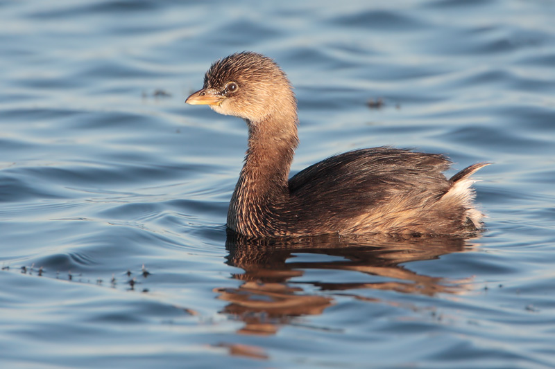 Pied-billed Grebe