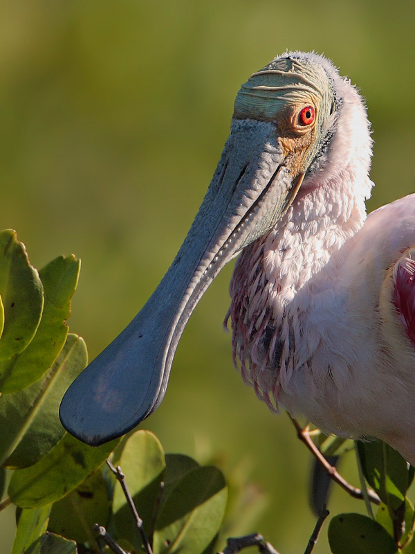 Roseate Spoonbill