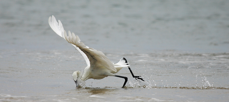 Reddish Egret (White morph)