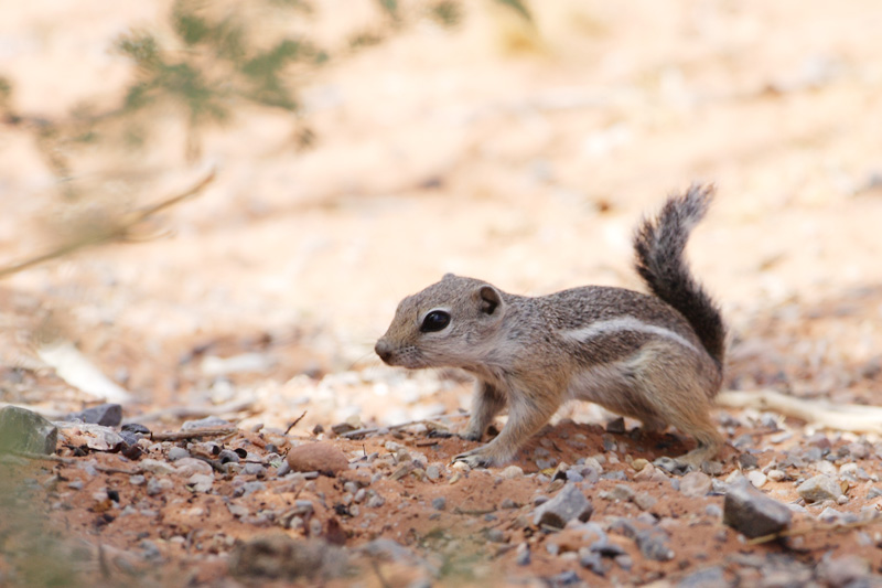 WHITE-TAILED ANTELOPE SQUIRREL