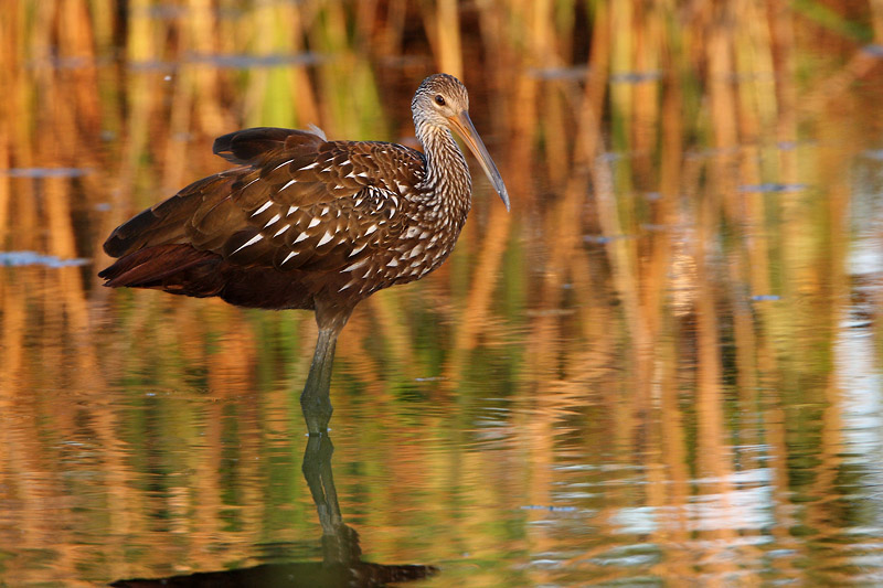 Limpkin