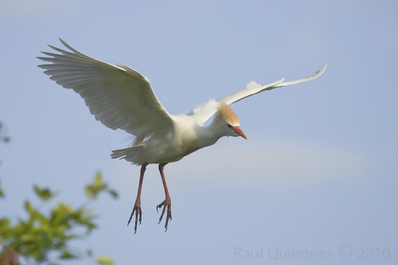 Cattle Egret flight