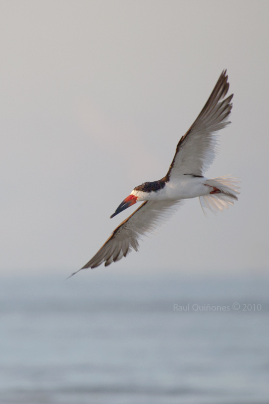 Black Skimmer