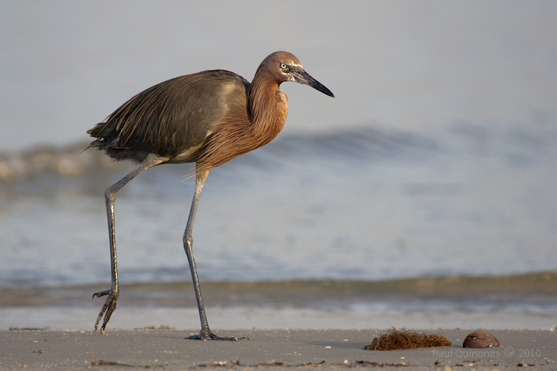 Reddish Egret