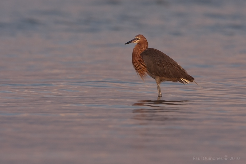 Reddish Egret