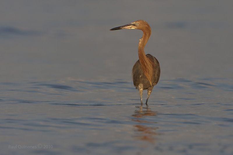 Reddish Egret